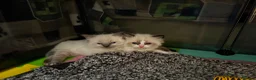 Ragdoll cats for sale: Beautiful Boy Ragdoll Kittens For Sale - Advert 1