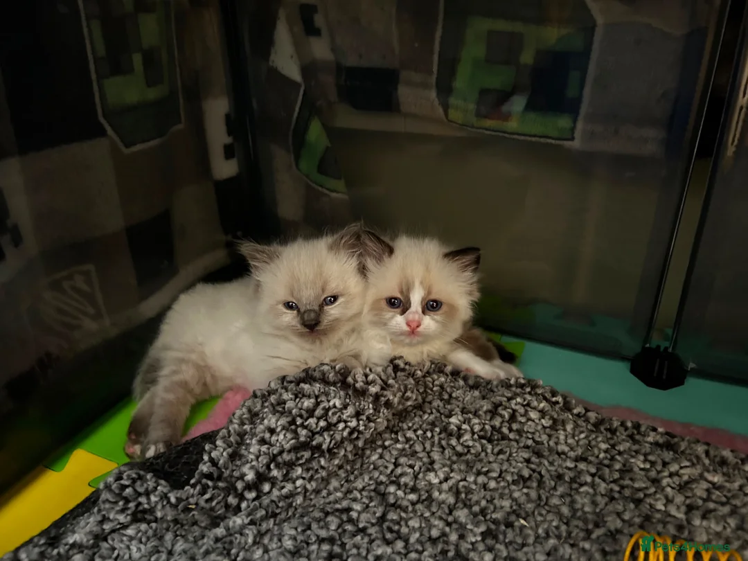 Ragdoll cats for sale: Beautiful Boy Ragdoll Kittens For Sale - Advert 1