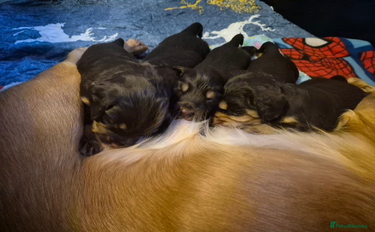 Cocker Spaniel dogs Stunning cocker spaniel puppies  - Advert 4