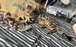 Mixed Breed cats for sale: Two Bengal-cross girls - Tosia and Bailey - Image 3