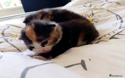 Mixed Breed cats for sale: 3 beautiful kittens  - Image 5