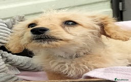 Labradoodle dogs for sale: Miniature Labradoodle puppies  - Image 15
