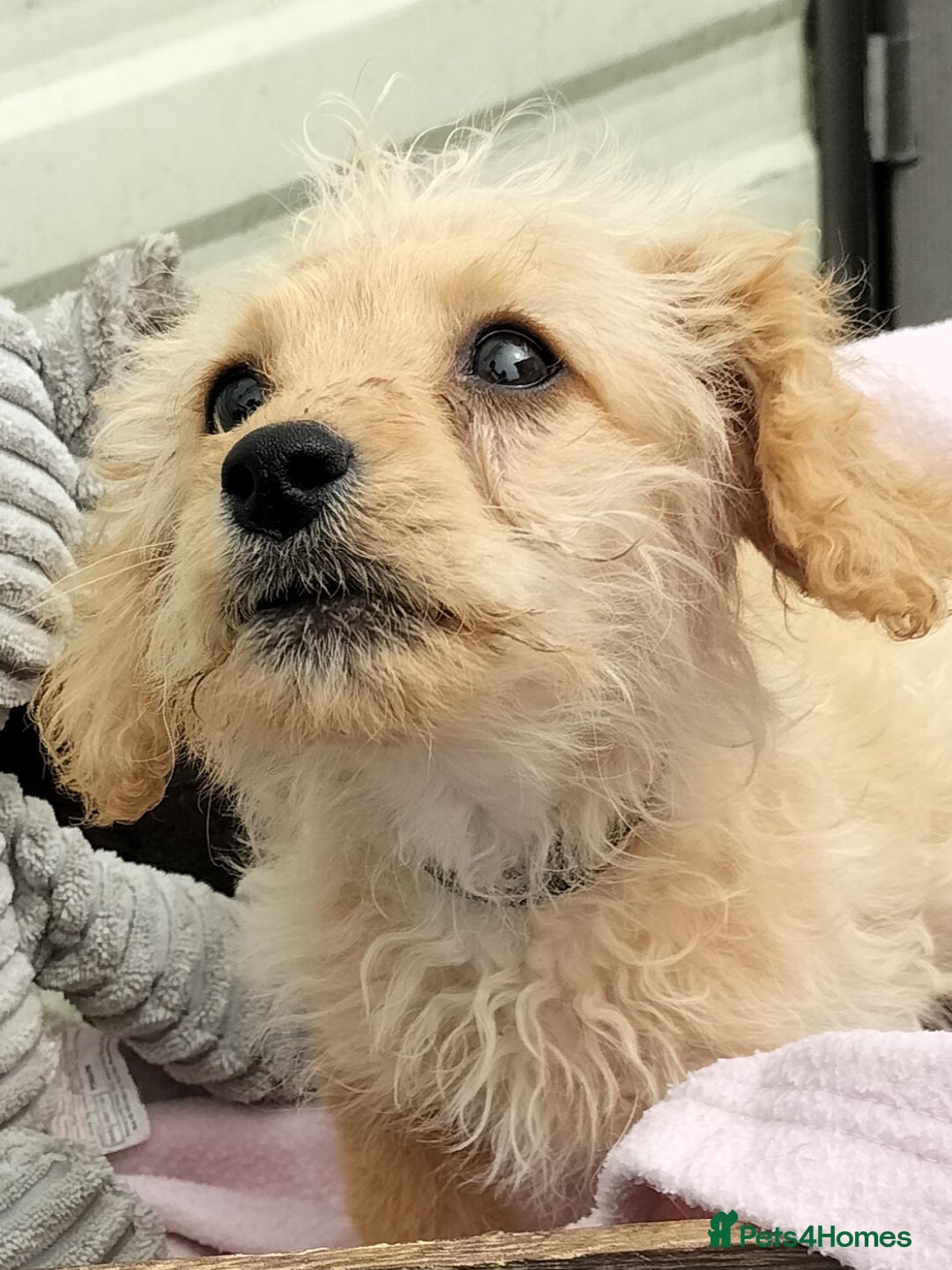 Labradoodle dogs for sale: Miniature Labradoodle puppies  - Image 15