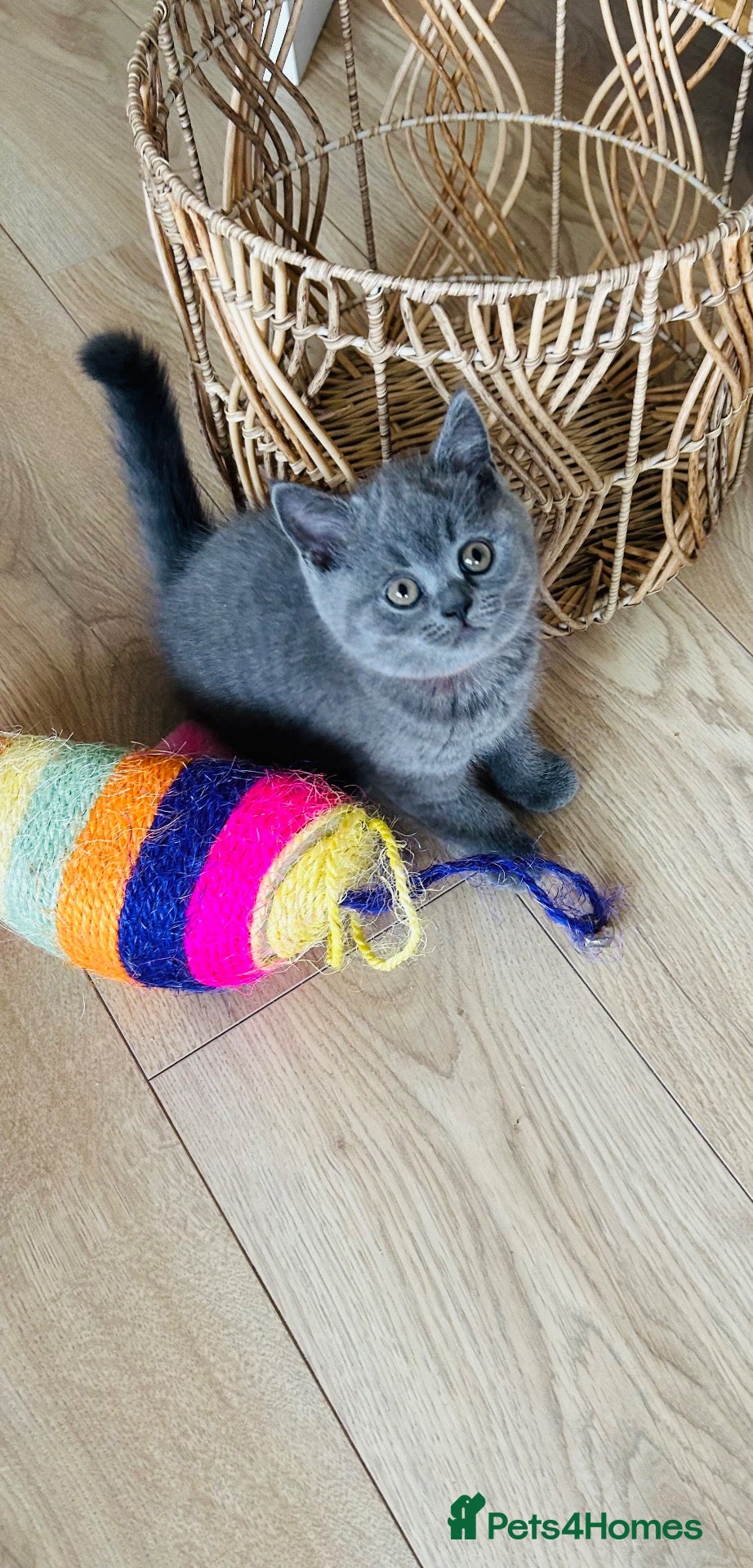 British Shorthair cats Beautiful BSH Kittens 🌺 READY NOW🌺 - Advert 1