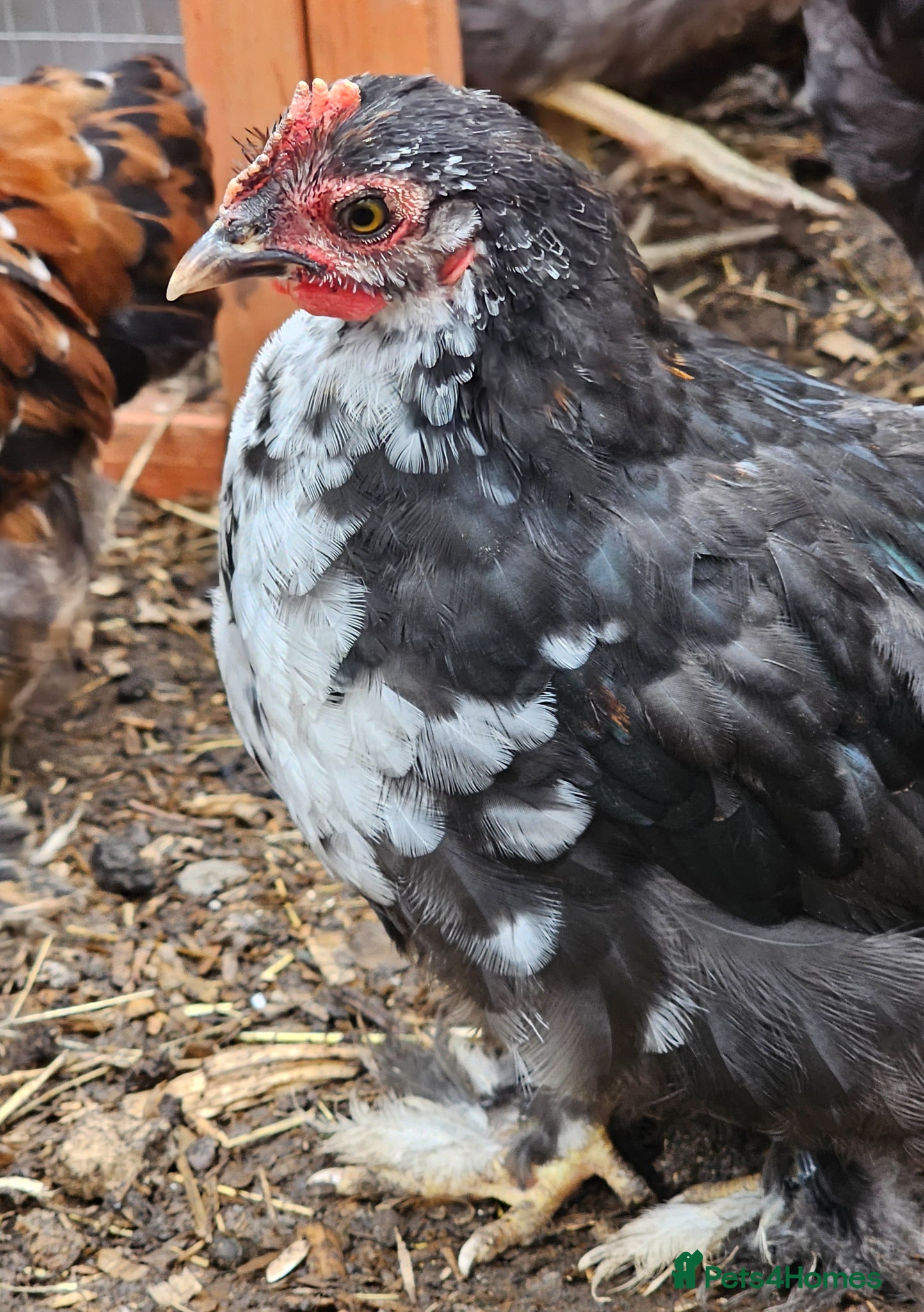 Chickens poultry for sale: 12 week old cockerels - Advert 7