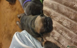 French Bulldog dogs for sale: 4 Chunky Male French Bulldogs - Image 5