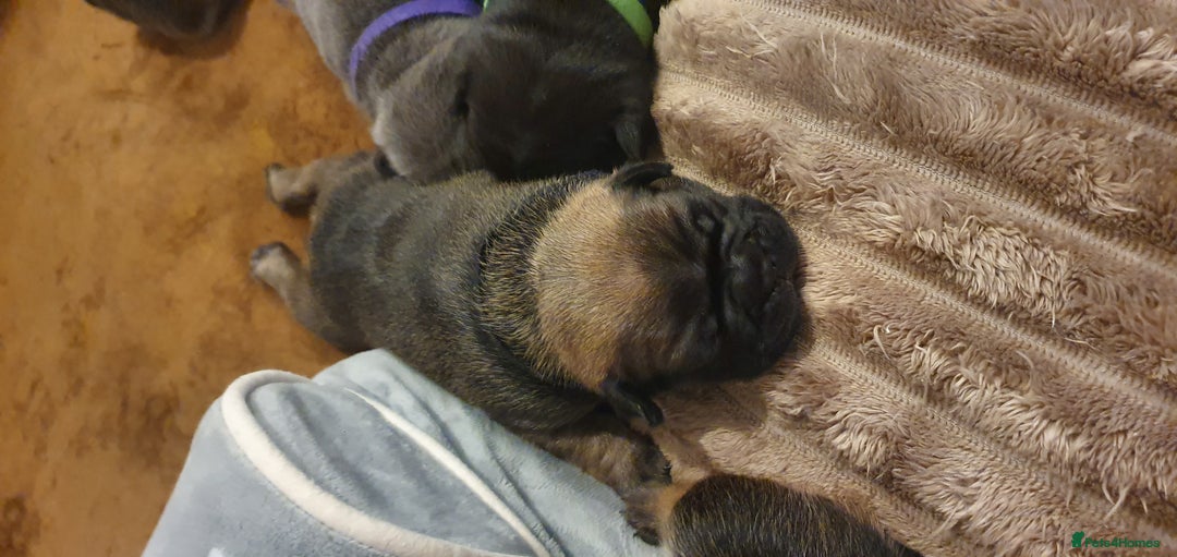 French Bulldog dogs for sale: 4 Chunky Male French Bulldogs - Image 5