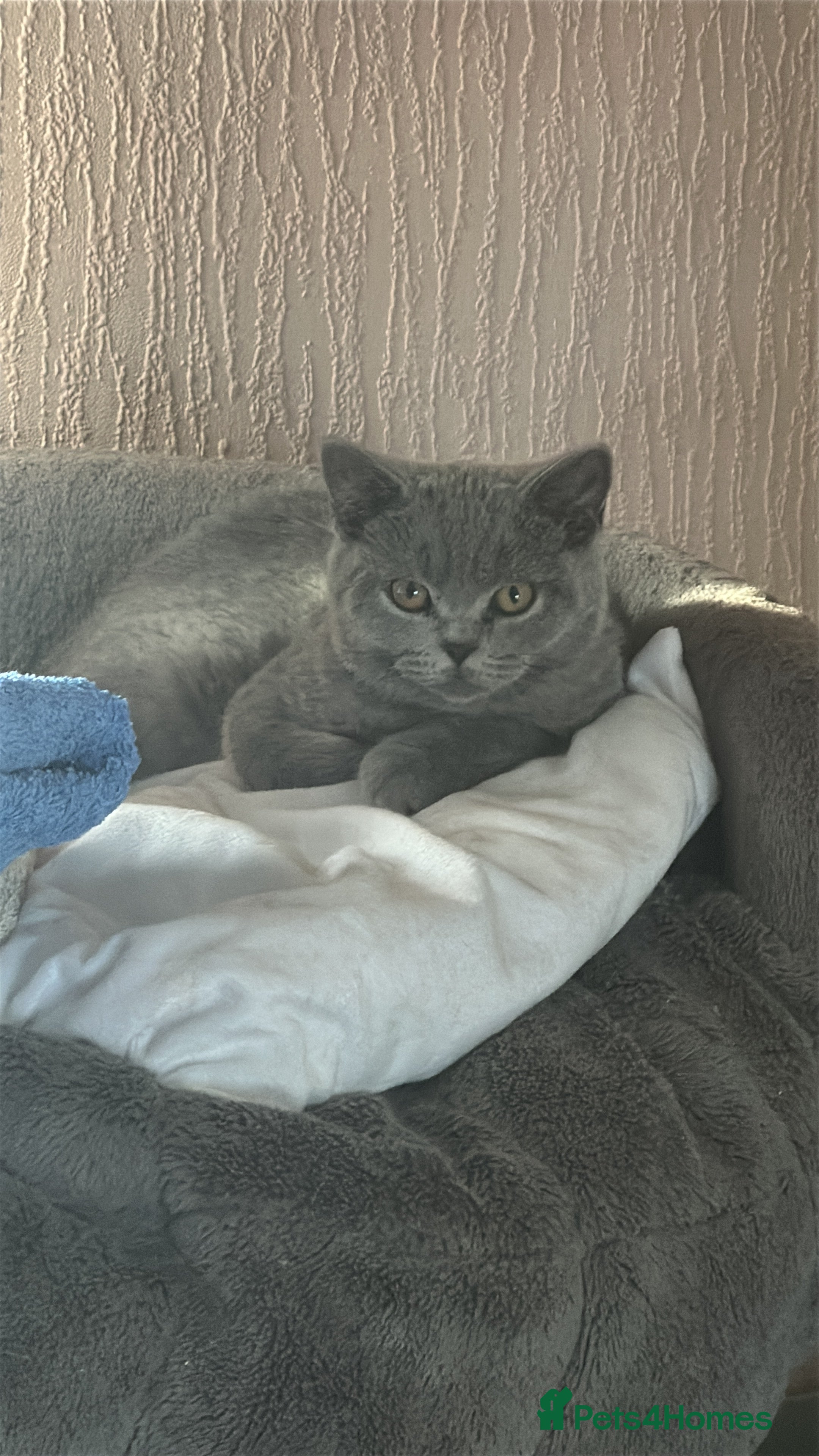 British Shorthair cats Gccf registered kittens  - Advert 2