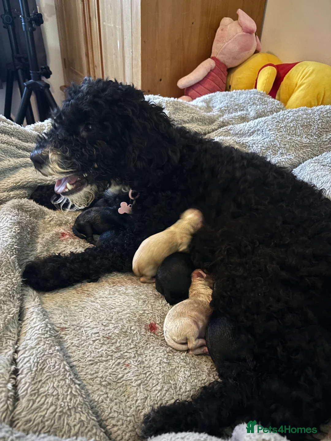 Cockapoo dogs for sale: Cockerpoo in Grantham - Advert 1