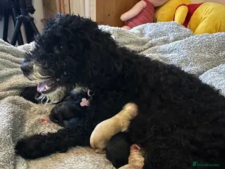 Cockapoo dogs Cockerpoo - Advert 10