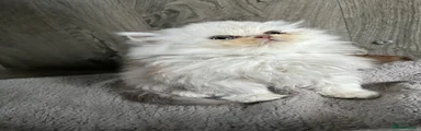 Persian 2