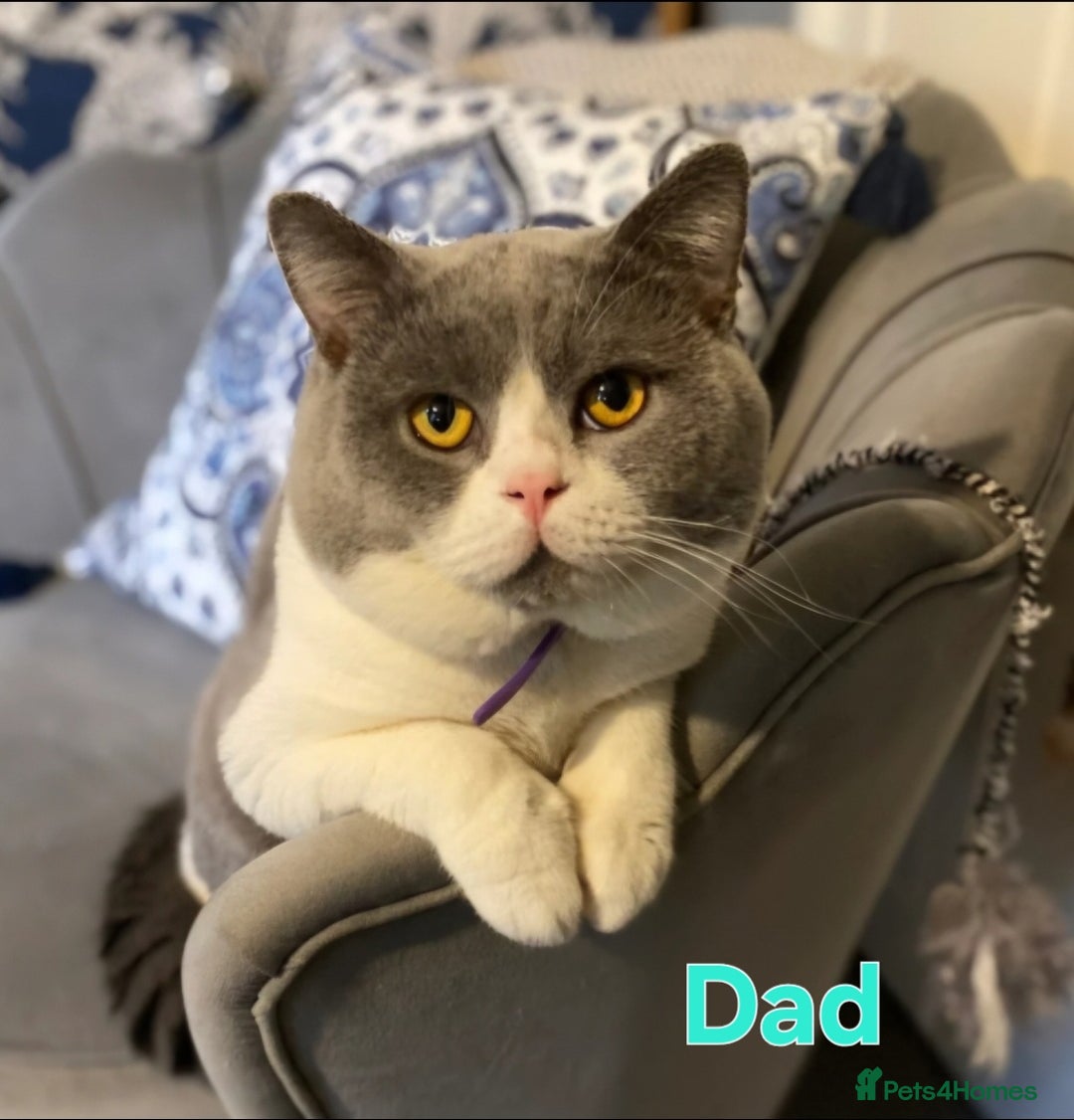 British Shorthair cats for sale: Last gorgeous boy left - Image 14
