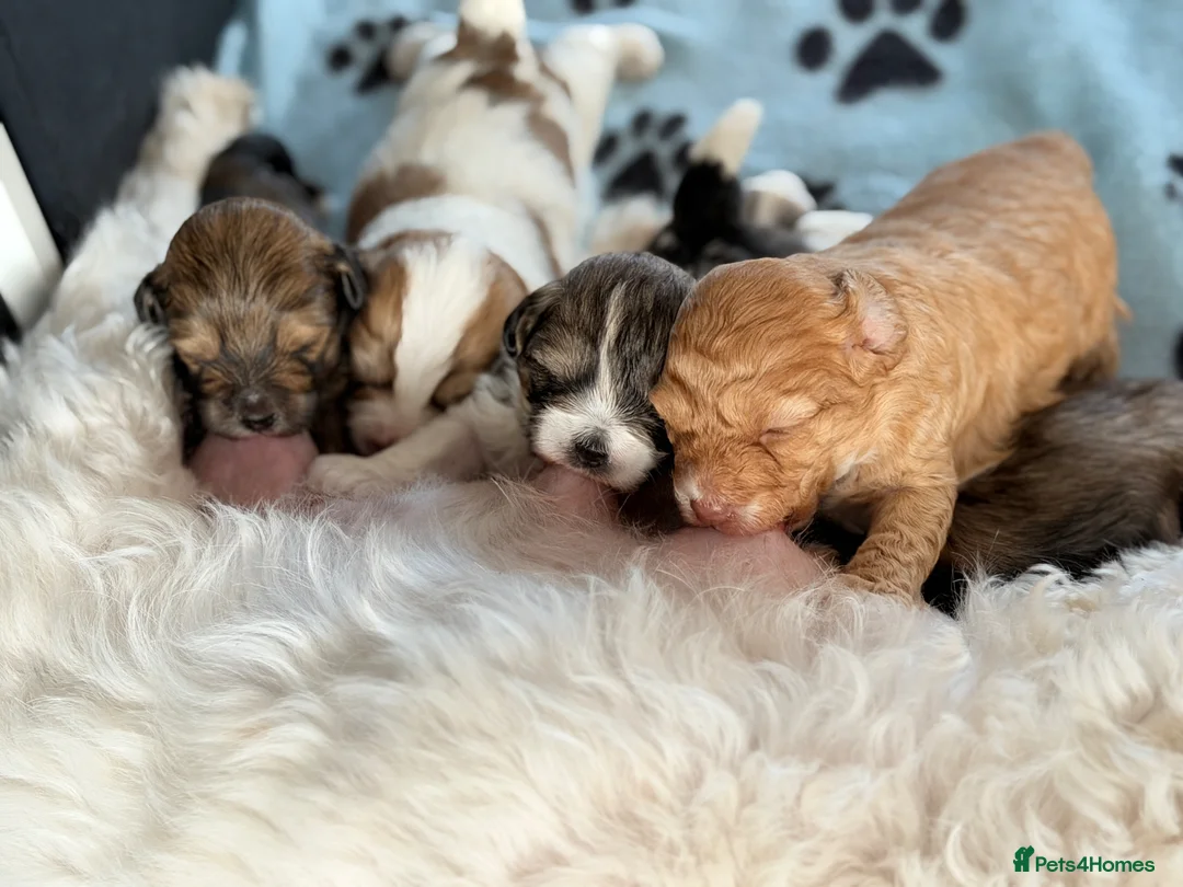 Lhasapoo dogs for sale:  beautiful lhasa poodles  in Derby - Advert 7