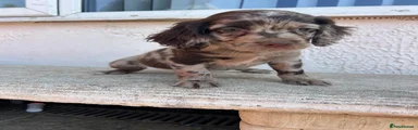 Cocker Spaniel 5