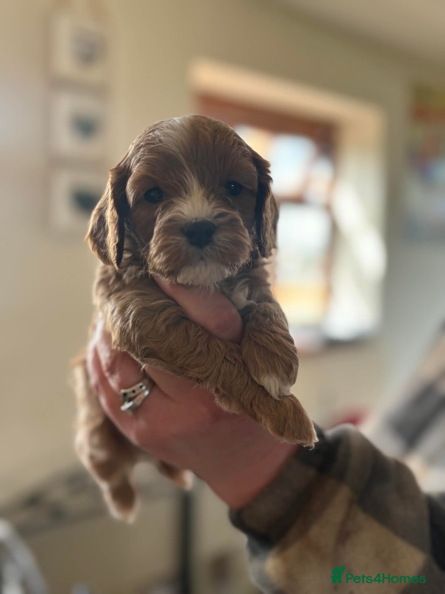 Cavapoo dogs *1 left* F1 fully health tested cavapoo puppies!  - Advert 1