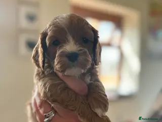 Cavapoo dogs *1 left* F1 fully health tested cavapoo puppies! - Advert 1