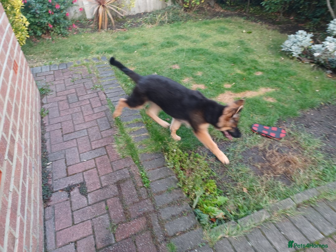 German Shepherd dogs for sale: German shepherd  - Image 5