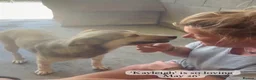Mixed Breed dogs for adoption: Kayleigh, 1 yr approx. Available for adoption. - Advert 9