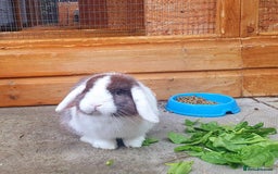 German Lop rabbits for sale: Small German lop - Gremlin - Image 1