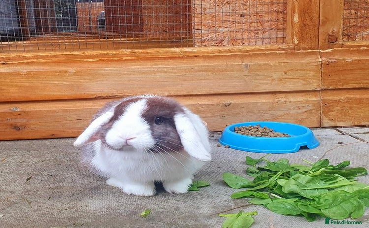 German Lop rabbits - Advert 1