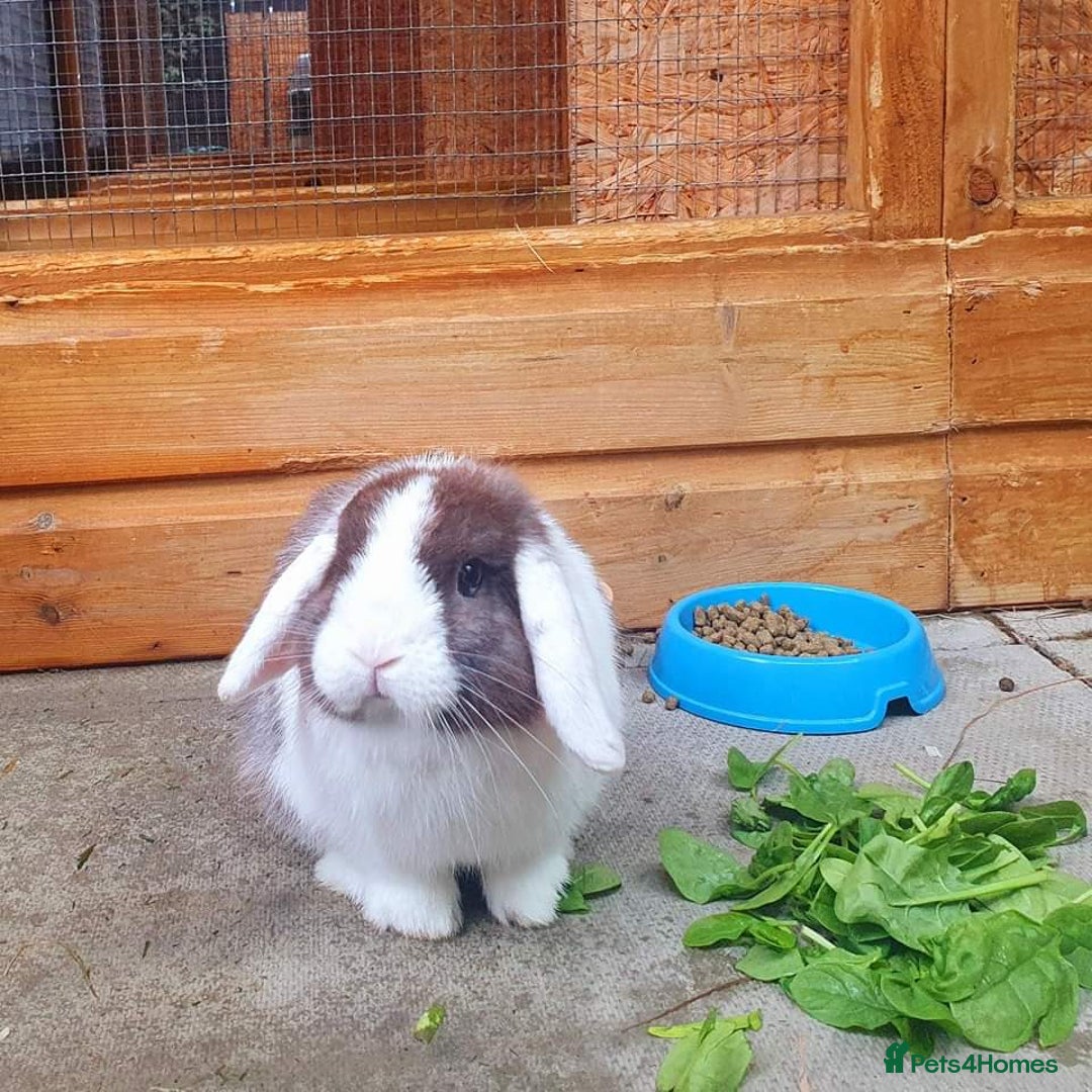 German Lop rabbits for sale: Small German lop - Gremlin - Image 1