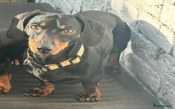 Miniature Dachshund dogs for stud: Miniature Dachshund for Stud - Black & Tan -  - Image 5