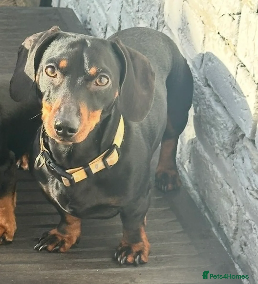 Miniature Dachshund dogs for stud: Miniature Dachshund for Stud - Black & Tan -  - Advert 5