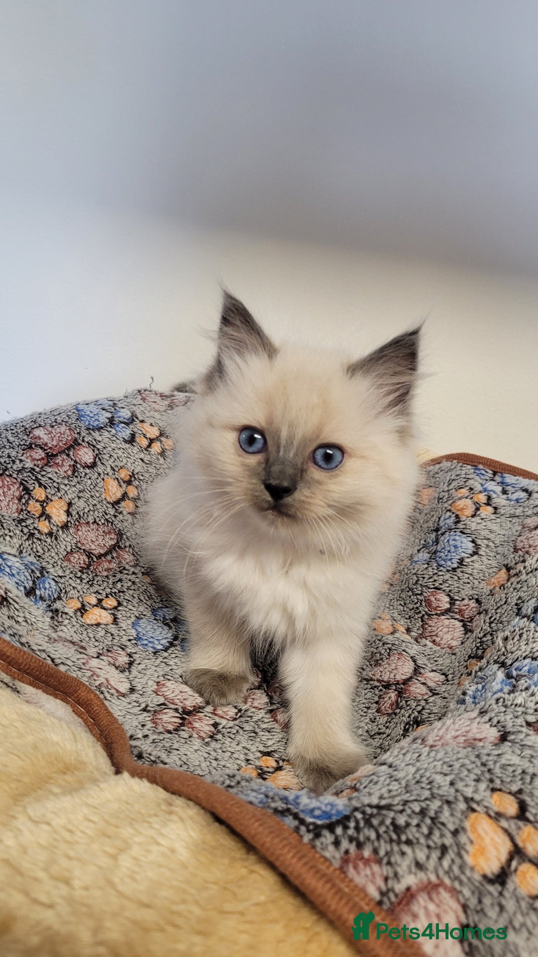 Ragdoll cats for sale: 🐾😺 3 Fluffy Ragdoll Kittens Waiting for You ♥♥♥ - Image 15