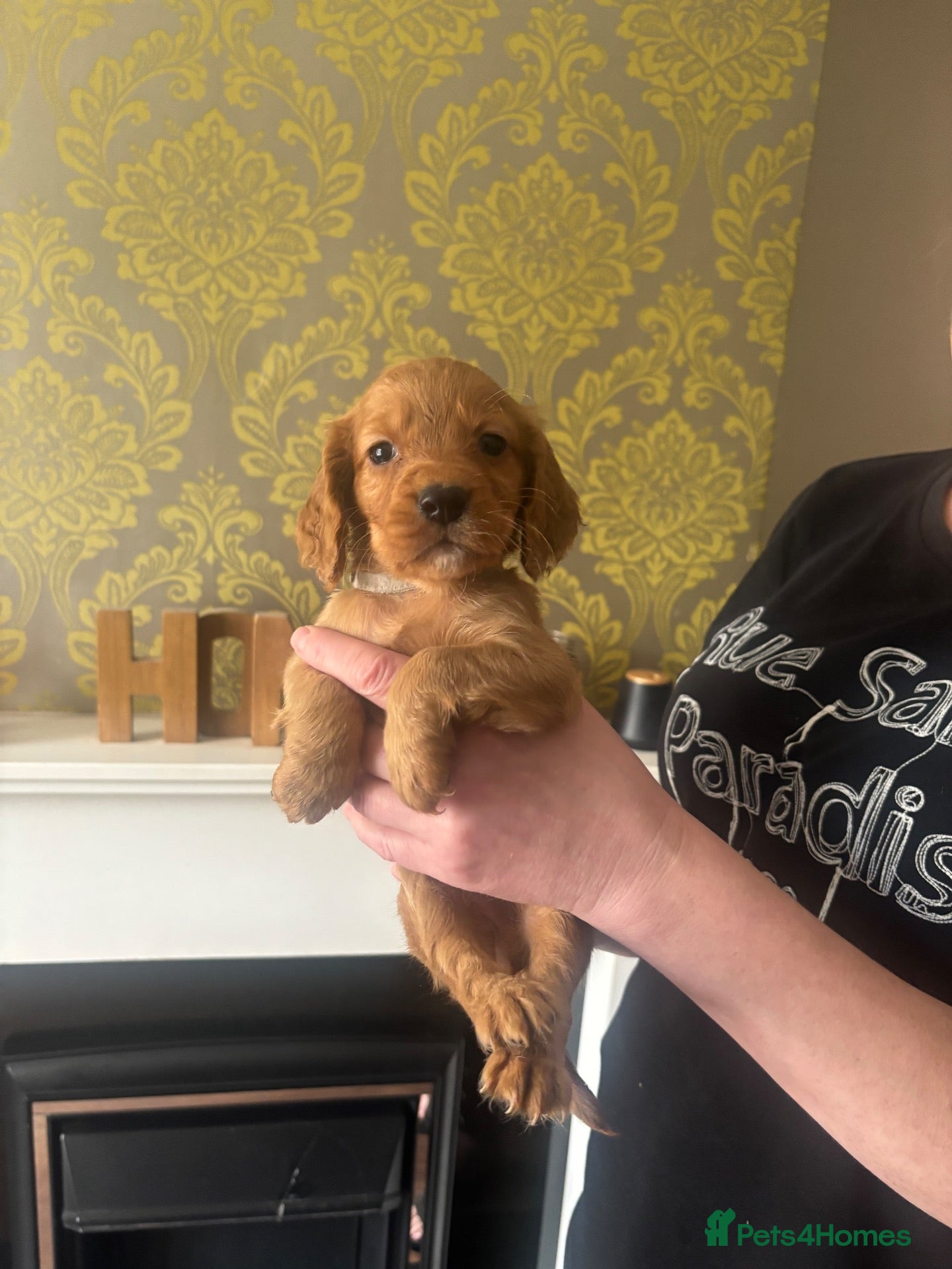 Cocker Spaniel dogs Last stunning girl cocker spaniel puppies🐶 - Advert 6