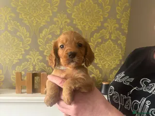 Cocker Spaniel dogs Last stunning girl cocker spaniel puppies🐶 - Advert 6