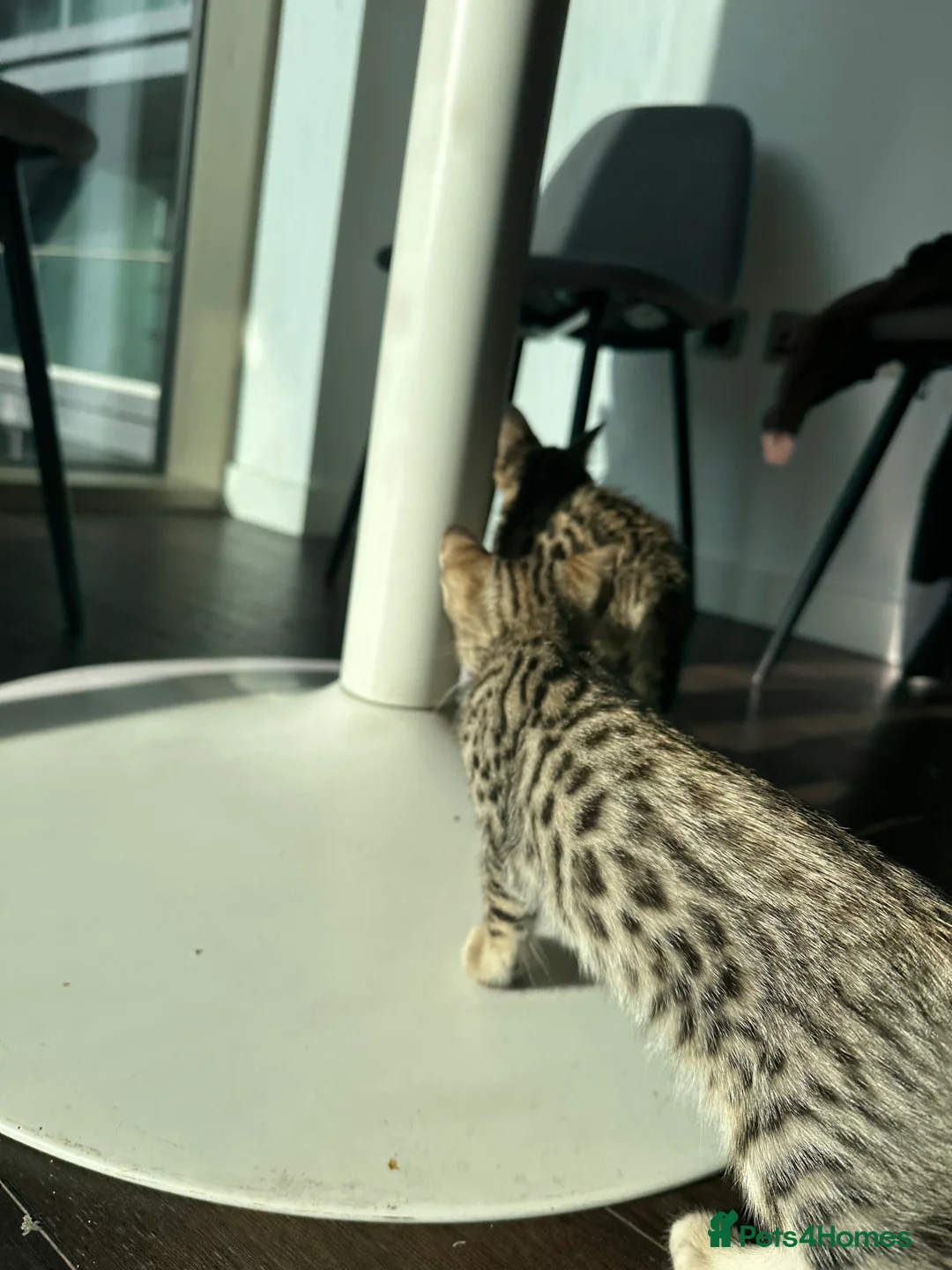 Bengal cats for sale: Sepia Bengal X Savannah kittens Extremely rare  - Advert 12