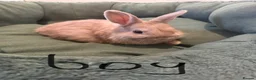 Netherland Dwarf rabbits for sale: Netherland dwarf rabbit  - Advert 3