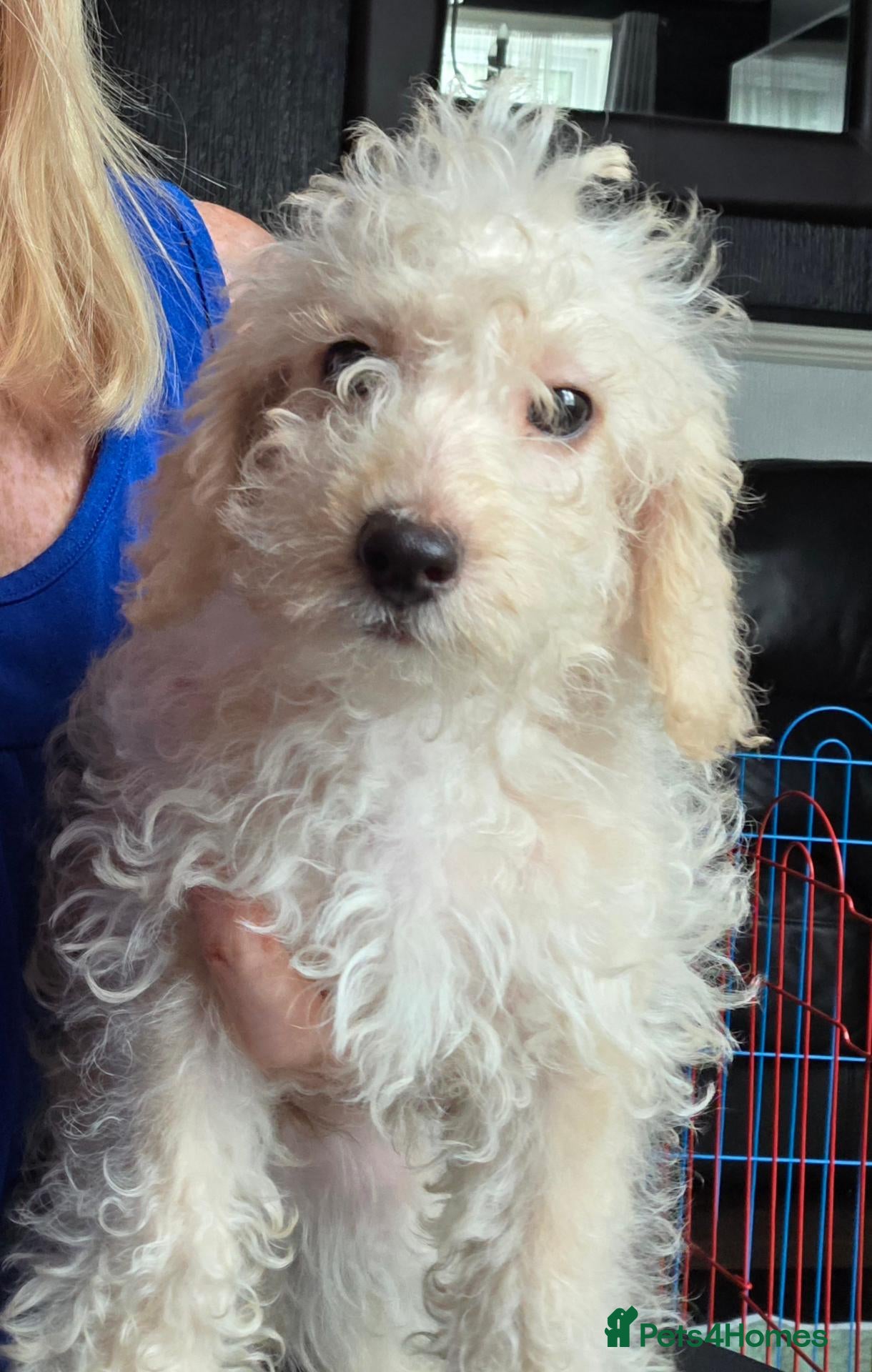 Jackapoo dogs Toy poodle 3/4 puppies  - Advert 4