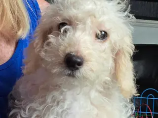 Jackapoo dogs Toy poodle 3/4 puppies - Advert 4