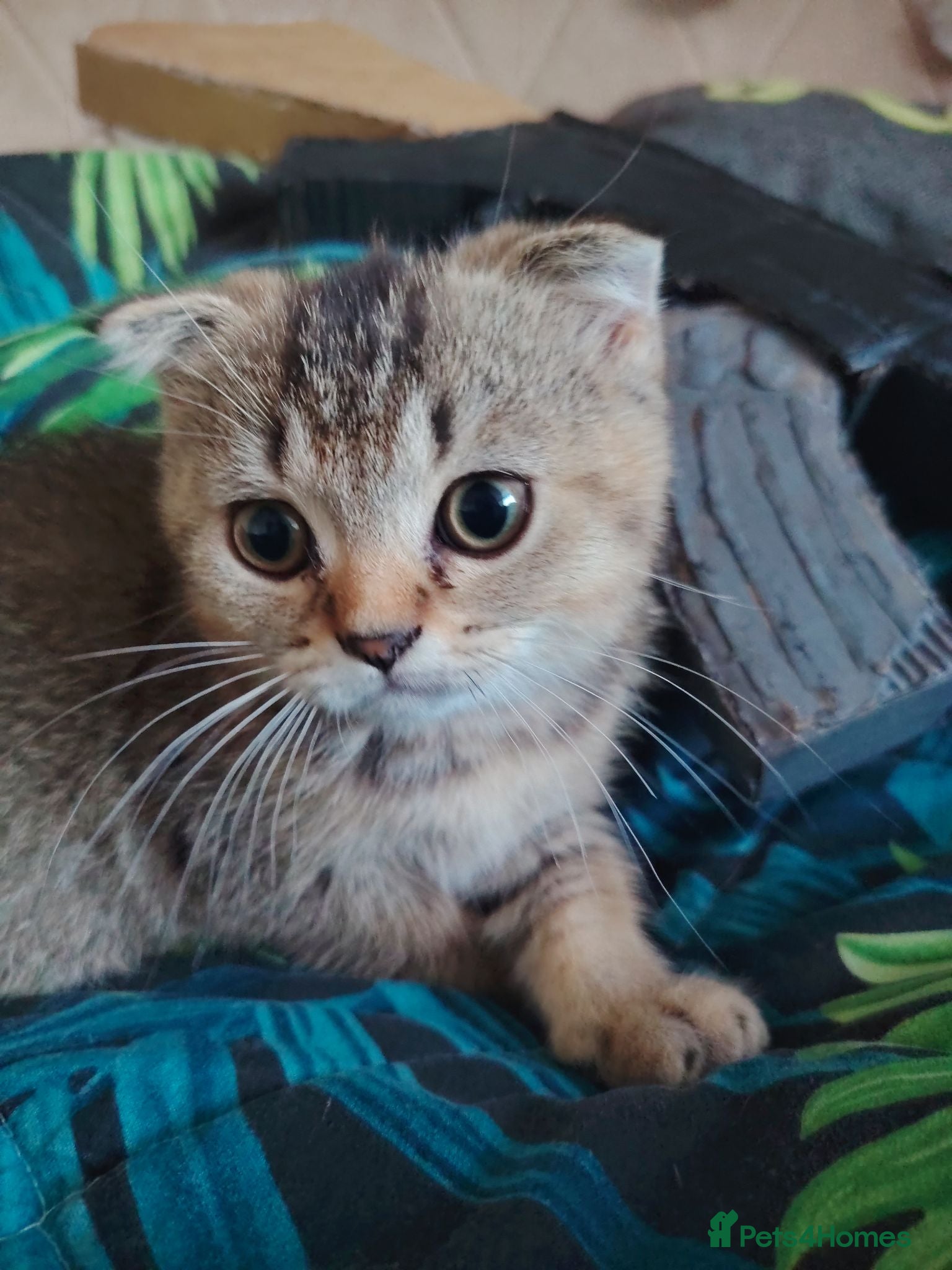 British Shorthair cats Beautiful British shorthair kittens  - Advert 1