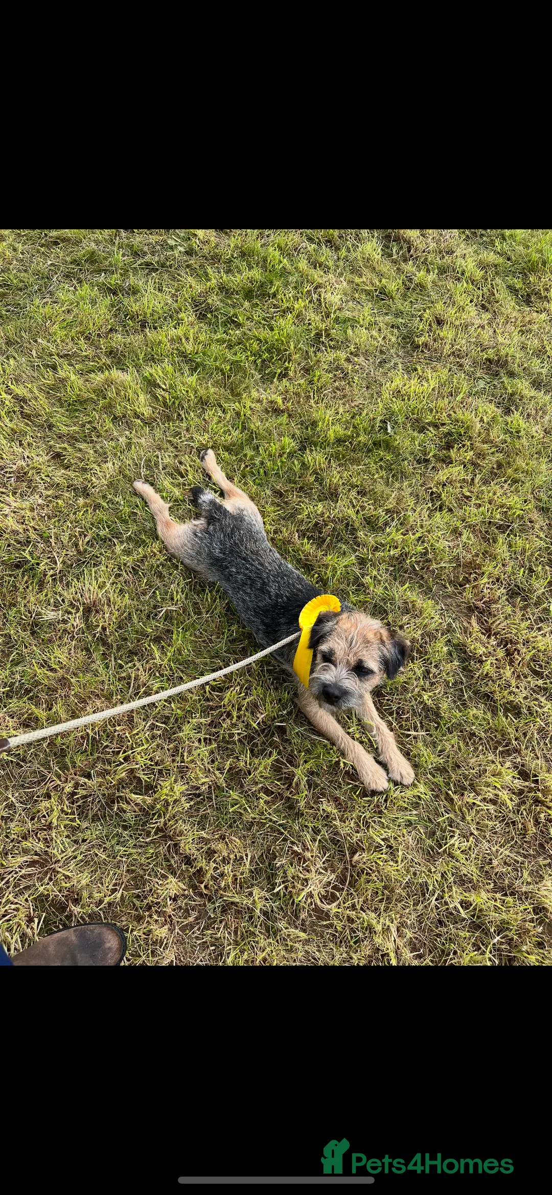 Border Terrier dogs for sale: Beautiful Border Terrier puppies  - Advert 6