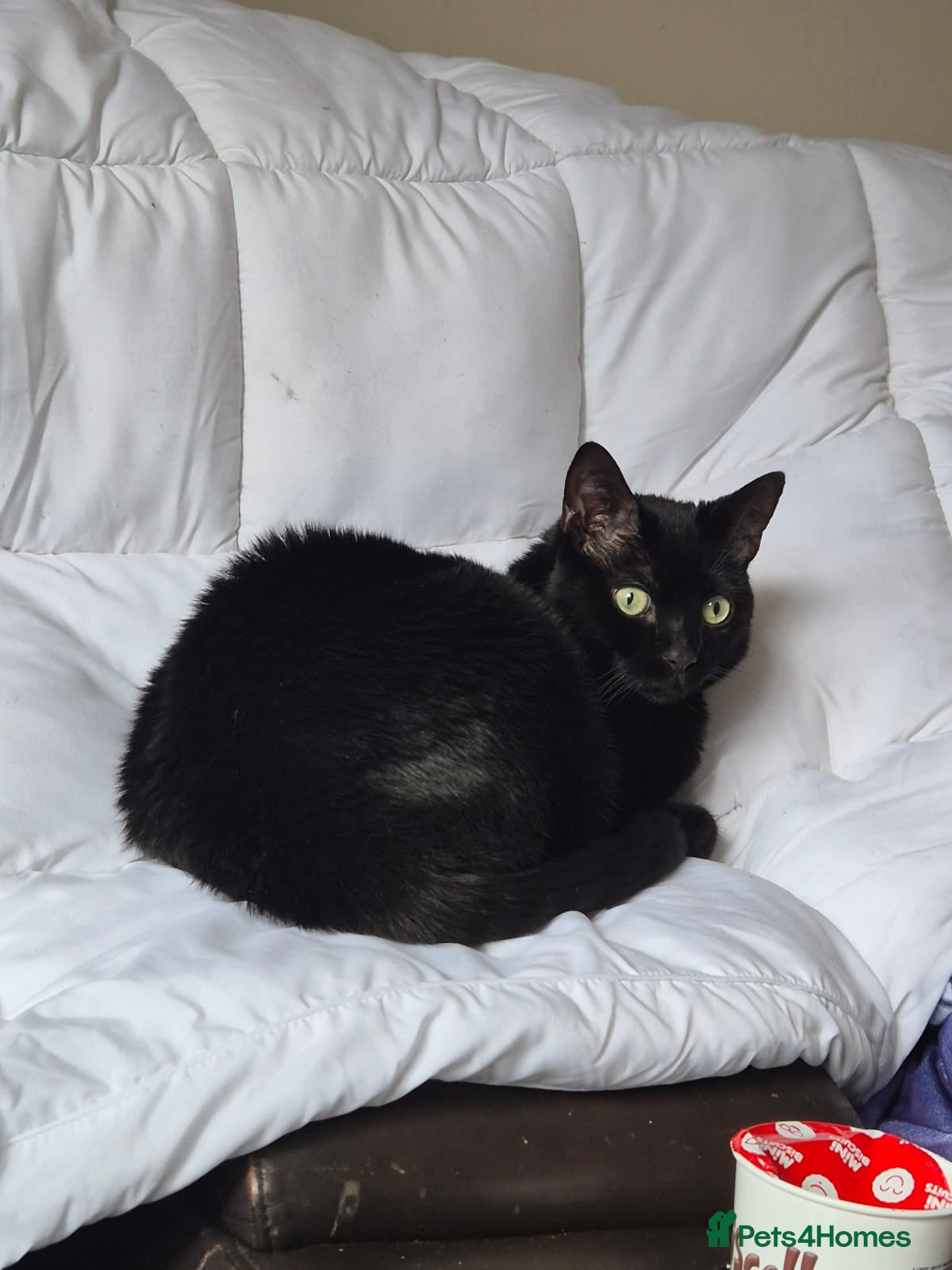 British Shorthair cats Free to loving home 3 year old male  - Advert 1