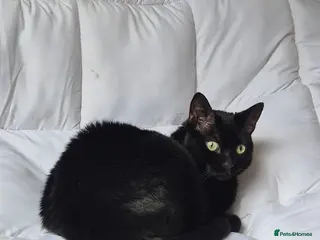 British Shorthair cats Free to loving home 3 year old male - Advert 1