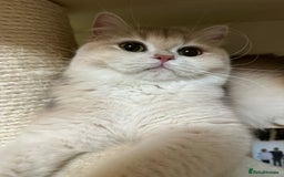 British Longhair cats for sale: GCCF reg BLH Chocolate Golden Blue/Green/Odd Eyes - Image 29