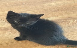 British Shorthair cats for sale: Kittens - Image 3