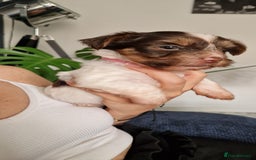 Yorkshire Terrier dogs for sale: Beautifull pedigree yorkshire terriers🐾🦮🐶 - Image 13