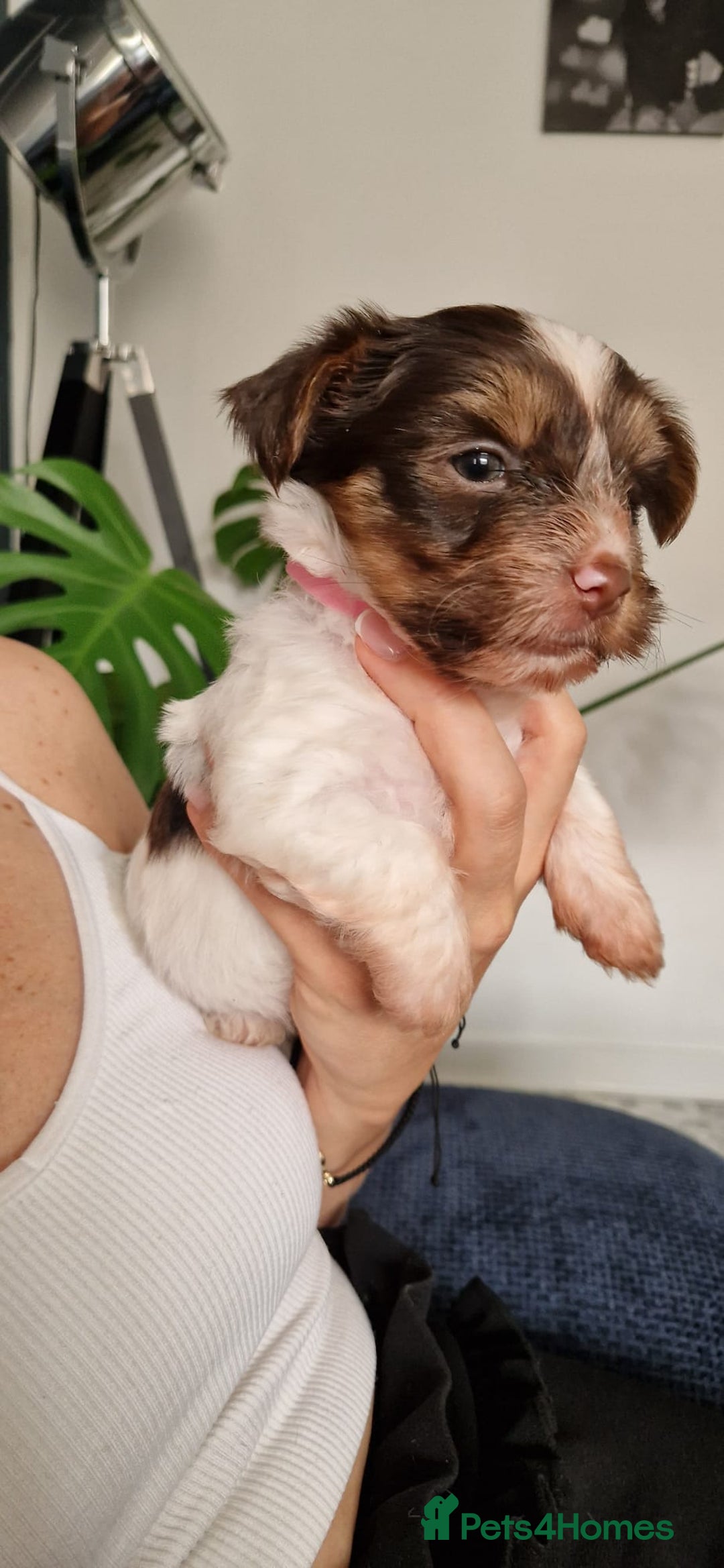 Yorkshire Terrier dogs for sale: Beautifull pedigree yorkshire terriers🐾🦮🐶 - Image 13