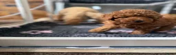 Toy Poodle dogs for sale: KC Registered Toy Poodle Puppies – DNA Clear,  - Advert 30