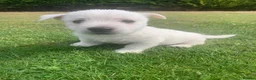 West Highland Terrier dogs for sale: 2 Westie Boys  - Advert 4