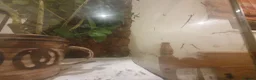 Stick Insects invertebrates for sale: Indian Stick Insect babies  - Advert 5