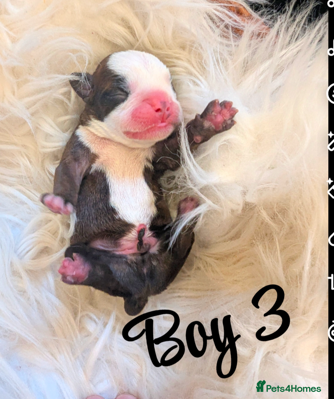 Boston Terrier dogs for sale: Boston X  - Advert 10
