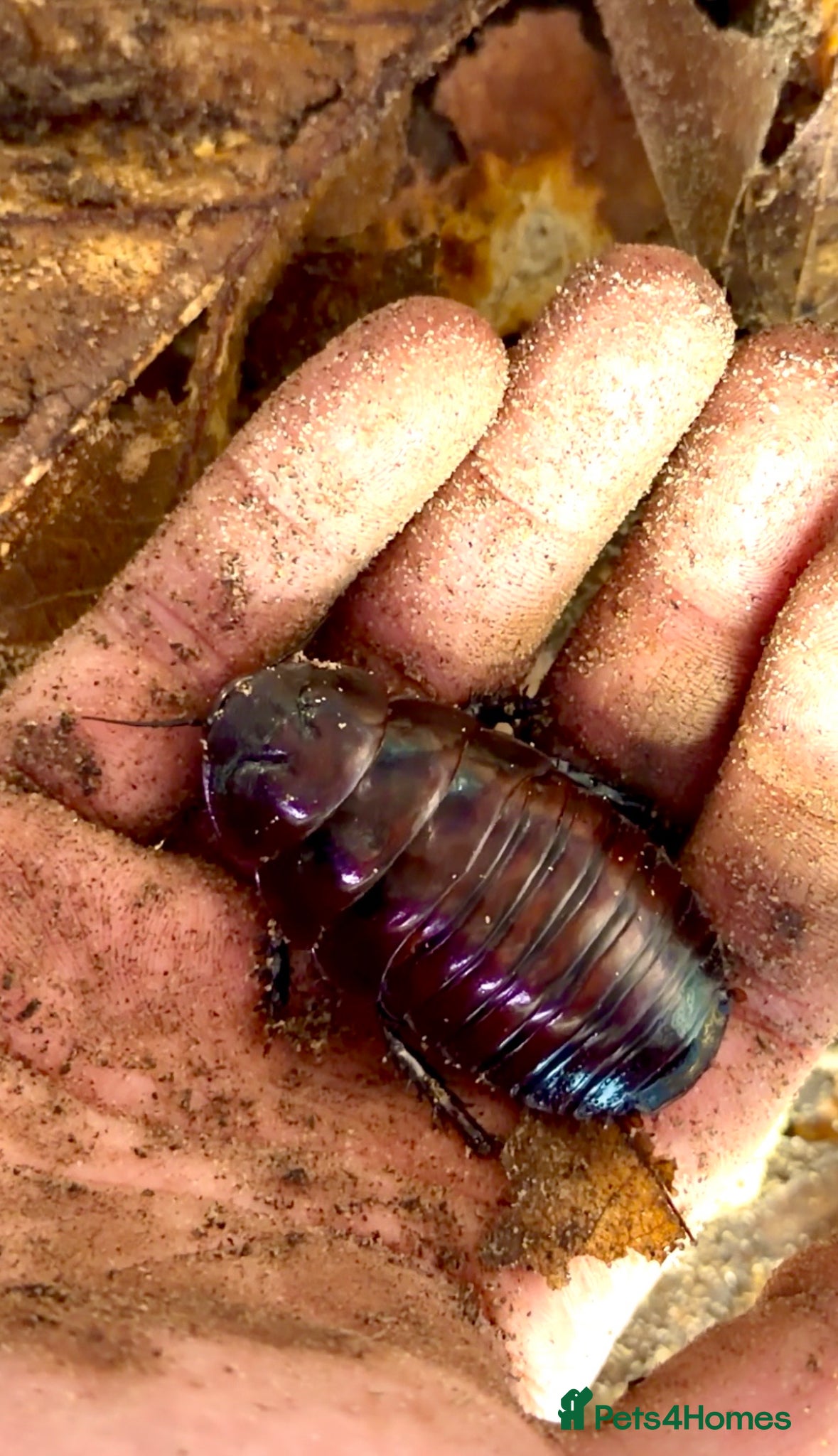Cockroaches invertebrates Giant Burrowing Cockroach (M. rhinoceros) - Advert 2