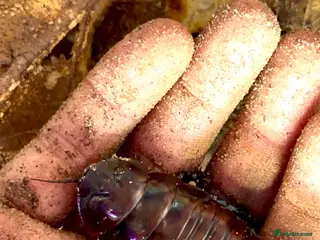 Cockroaches invertebrates Giant Burrowing Cockroach (M. rhinoceros) - Advert 2