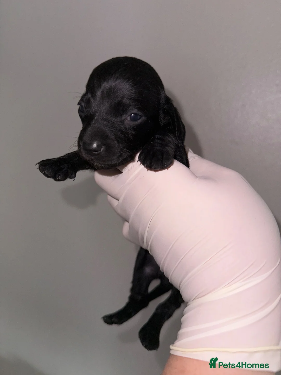 Miniature Dachshund dogs for sale: 5 Miniture dachshunds - Advert 6