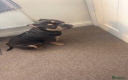 Mixed Breed dogs for sale: French/American bully  - Advert 2